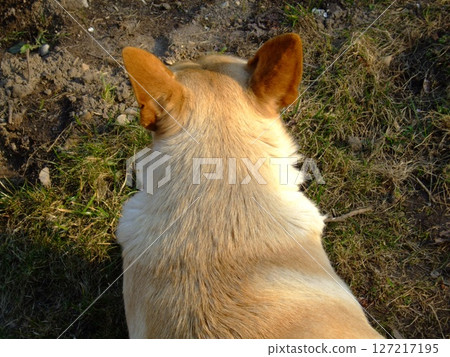 A light-colored dog sits calmly on the grass, soaking up the sun. The fur glistens in the natural light, creating a serene atmosphere perfect for relaxation. 127217195