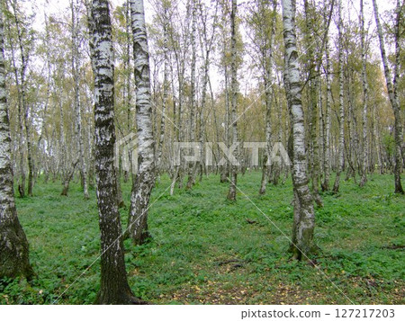 A serene forest filled with tall birch trees surrounded by vibrant green grass and foliage during early autumn, creating a peaceful atmosphere. Nature thrives in this beautiful woodland. 127217203