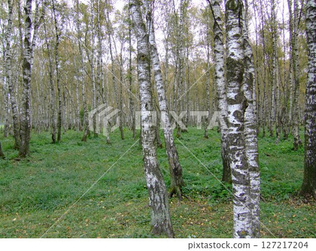 Tall birch trees populate an open forest setting featuring rich green grass and scattered autumn foliage on the ground. The area exudes tranquility and natural beauty. Tall birch trees populate an open forest setting featuring rich green grass and scattered autumn foliage on the ground. The area exudes tranquility and natural beauty. 127217204