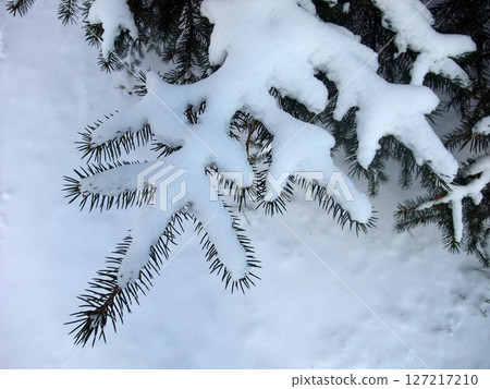 Evergreen branches are adorned with fresh snow, creating a serene winter atmosphere. The snowy ground enhances the tranquil beauty of this seasonal wonder, inviting reflections on nature. Evergreen branches are adorned with fresh snow, creating a serene winter atmosphere. The snowy ground enhances the tranquil beauty of this seasonal wonder, inviting reflections on nature. 127217210