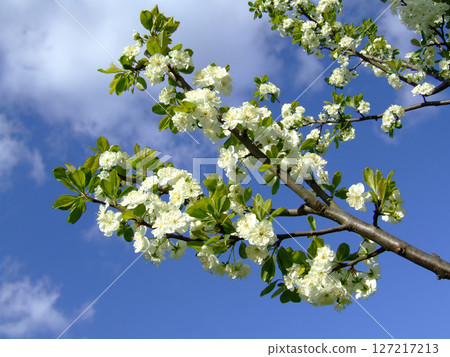 White flowers bloom on the branches of a tree under a bright blue sky, signaling the arrival of spring and the beauty of nature's renewal. 127217213
