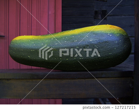 A sizable zucchini is displayed on a wooden shelf, showcasing its smooth skin and vibrant colors. The backdrop features a pink wooden wall, enhancing the garden ambiance. A sizable zucchini is displayed on a wooden shelf, showcasing its smooth skin and vibrant colors. The backdrop features a pink wooden wall, enhancing the garden ambiance. 127217215