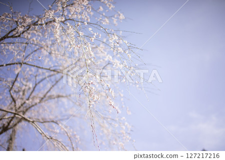 Weeping cherry blossoms illuminated in the morning sun, creating a fantastic scene Weeping cherry blossoms illuminated in the morning sun, creating a fantastic scene 127217216