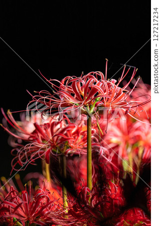 [花材]紅蜘蛛百合，黑色背景[長野縣] 127217234