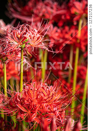 [花材]紅蜘蛛百合，黑色背景[長野縣] 127217236