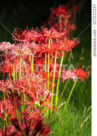 [花材]紅蜘蛛百合，黑色背景[長野縣] 127217237