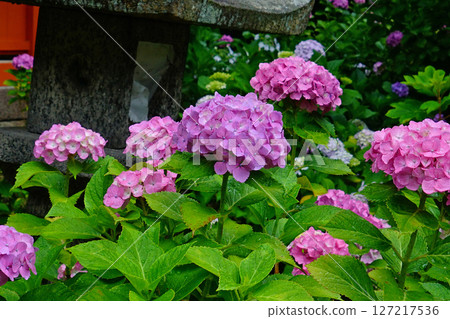 Yataji Hydrangea Nara Prefecture 127217536