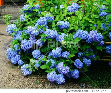 Yataji Hydrangea Nara Prefecture 127217540