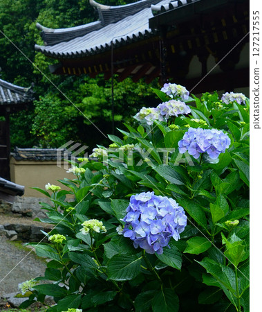 奈良八田八仙花 127217555