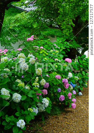 奈良八田八仙花 127217577