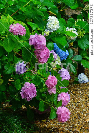 奈良八田八仙花 127217578