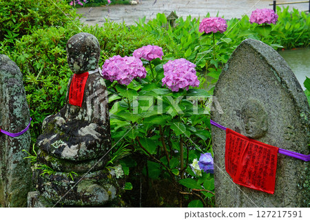 奈良八田八仙花 奈良八田八仙花 127217591