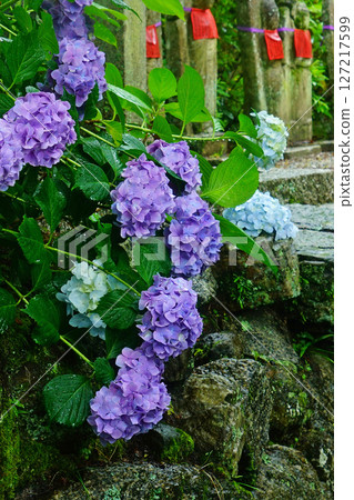 Yataji Hydrangea Nara Prefecture 127217599