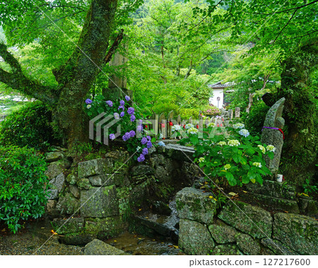 Yataji Hydrangea Nara Prefecture Yataji Hydrangea Nara Prefecture 127217600