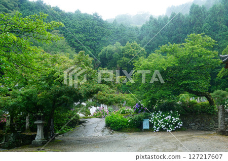 奈良八田八仙花 127217607
