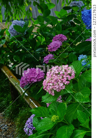 奈良八田八仙花 127217613