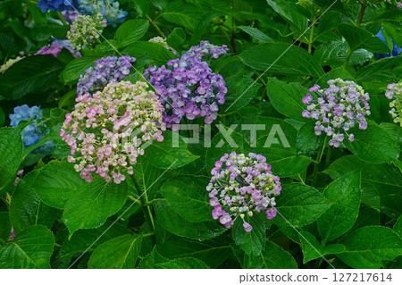 奈良八田八仙花 127217614