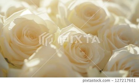 Close-up of white roses 127217681
