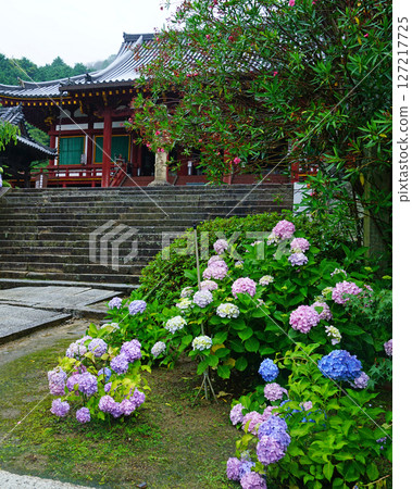 奈良八田八仙花 127217725