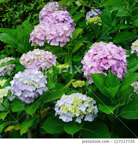 Yataji Hydrangea Nara Prefecture 127217726