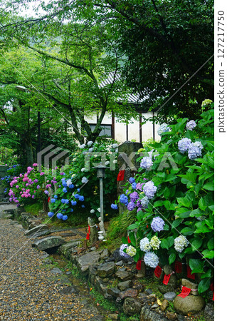Yataji Hydrangea Nara Prefecture 127217750