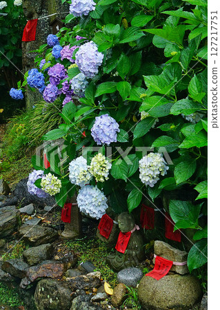 奈良八田八仙花 127217751