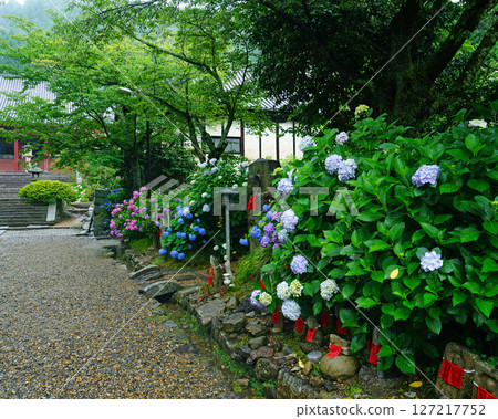 奈良八田八仙花 127217752