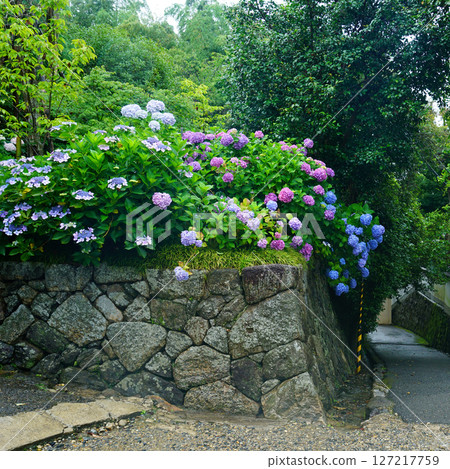Yataji Hydrangea Nara Prefecture 127217759