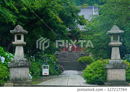 奈良八田八仙花 127217764