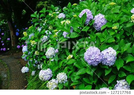 Yataji Hydrangea Nara Prefecture 127217768
