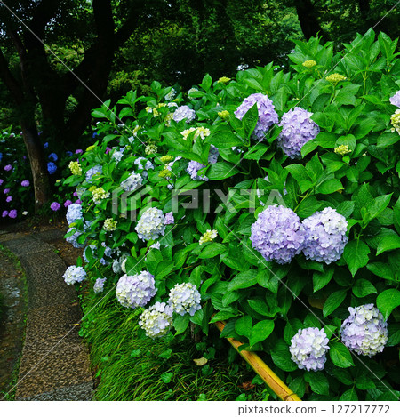Yataji Hydrangea Nara Prefecture 127217772