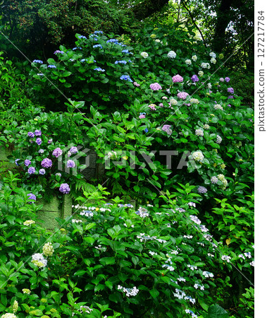 奈良八田八仙花 奈良八田八仙花 127217784
