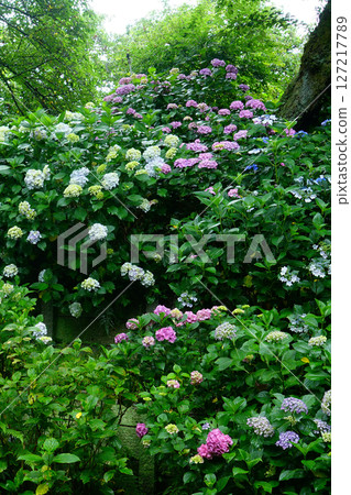Yataji Hydrangea Nara Prefecture Yataji Hydrangea Nara Prefecture 127217789