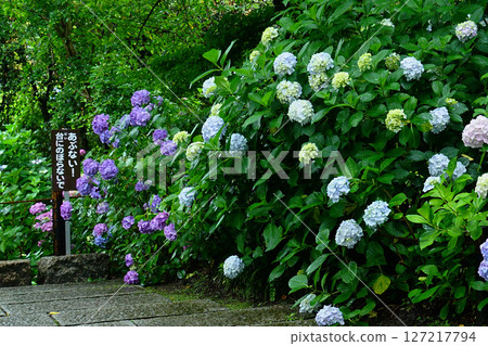 奈良八田八仙花 127217794