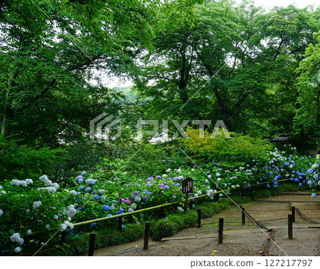 Yataji Hydrangea Nara Prefecture 127217797