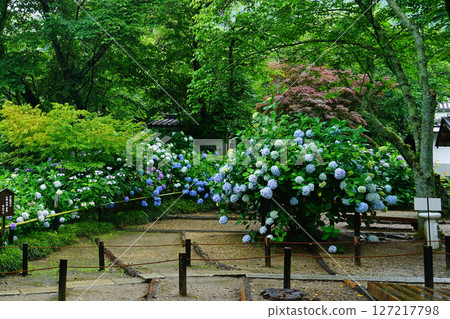 Yataji Hydrangea Nara Prefecture 127217798