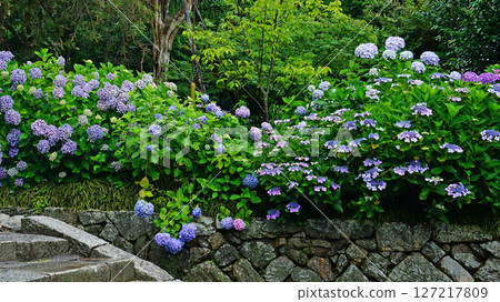 Yataji Hydrangea Nara Prefecture 127217809