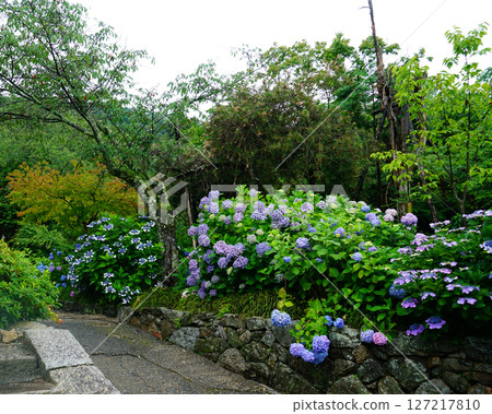 Yataji Hydrangea Nara Prefecture 127217810