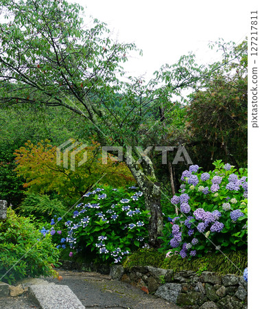 Yataji Hydrangea Nara Prefecture 127217811