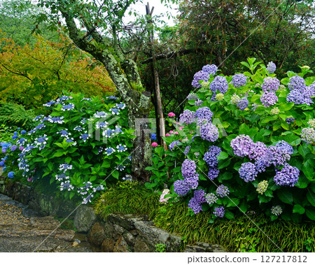 奈良八田八仙花 奈良八田八仙花 127217812