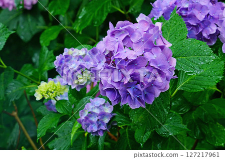 奈良八田八仙花 127217961