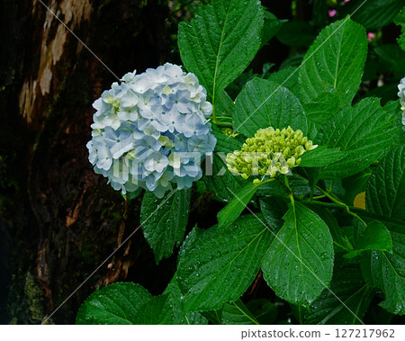 奈良八田八仙花 奈良八田八仙花 127217962