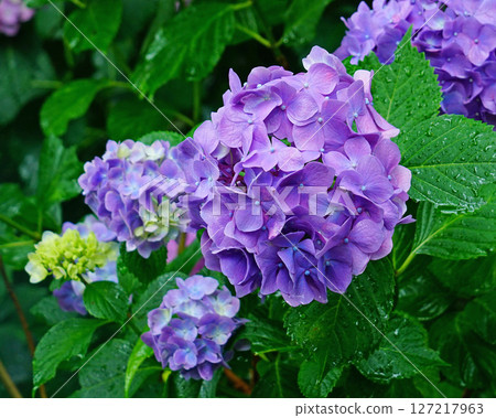 Yataji Hydrangea Nara Prefecture 127217963