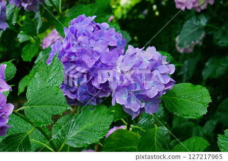 奈良八田八仙花 127217965