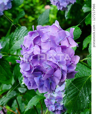 奈良八田八仙花 127217966