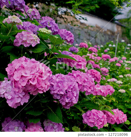 Yataji Hydrangea Nara Prefecture 127218096