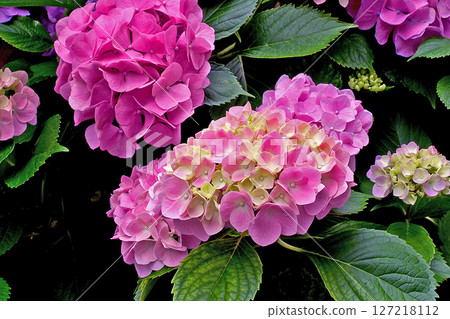 Yataji Hydrangea Nara Prefecture Yataji Hydrangea Nara Prefecture 127218112