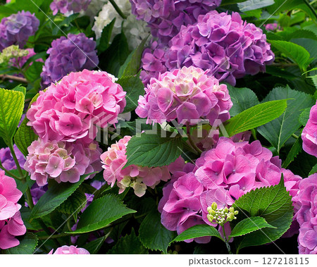 Yataji Hydrangea Nara Prefecture 127218115