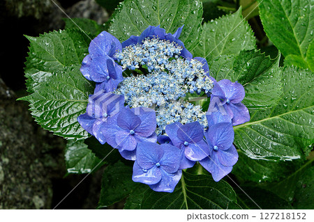 Yataji Hydrangea Nara Prefecture Yataji Hydrangea Nara Prefecture 127218152