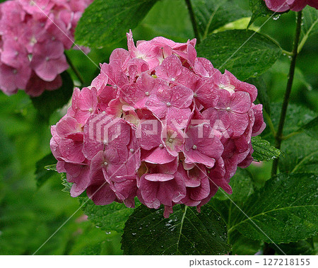 Yataji Hydrangea Nara Prefecture Yataji Hydrangea Nara Prefecture 127218155
